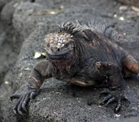 Galapagos Marine Iguana
